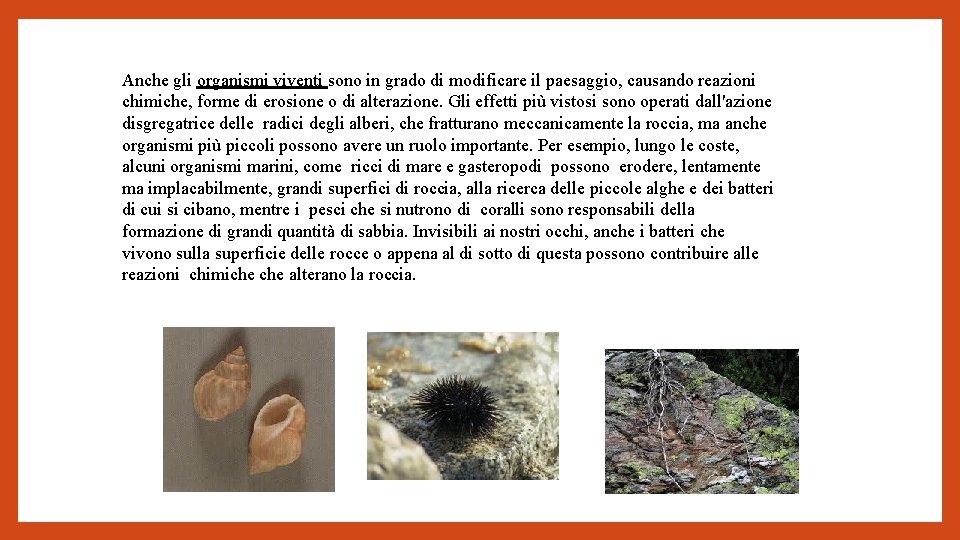 Anche gli organismi viventi sono in grado di modificare il paesaggio, causando reazioni chimiche,