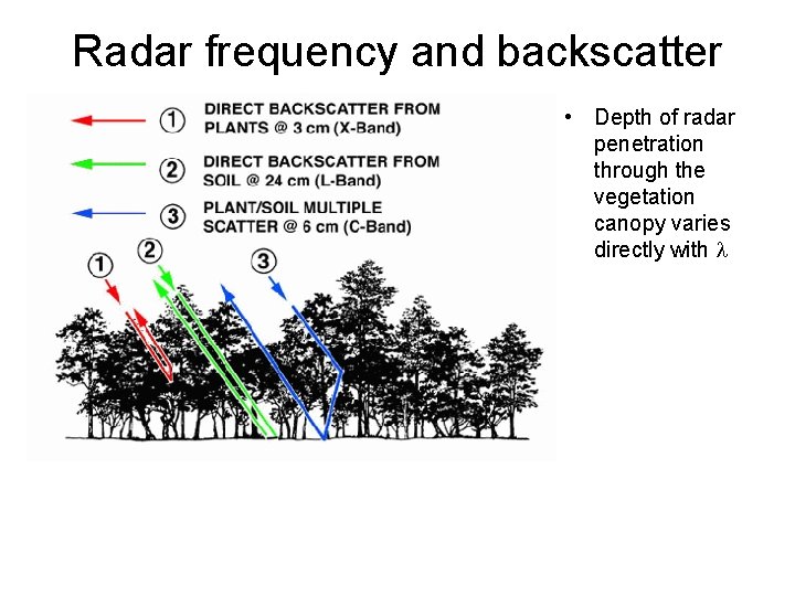 Radar frequency and backscatter • Depth of radar penetration through the vegetation canopy varies