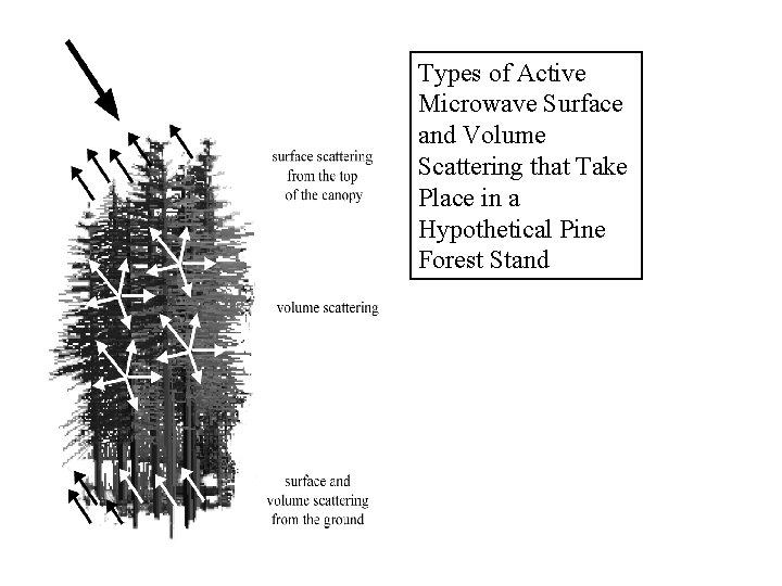 Types of Active Microwave Surface and Volume Scattering that Take Place in a Hypothetical