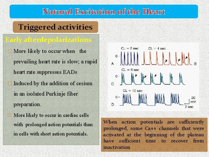 Natural Excitation of the Heart Triggered activities Early afterdepolarizations � More likely to occur