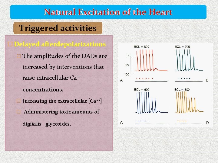 Natural Excitation of the Heart Triggered activities � Delayed afterdepolarizations � The amplitudes of