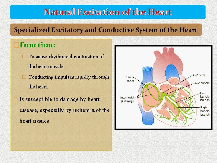 Natural Excitation of the Heart Specialized Excitatory and Conductive System of the Heart �Function: