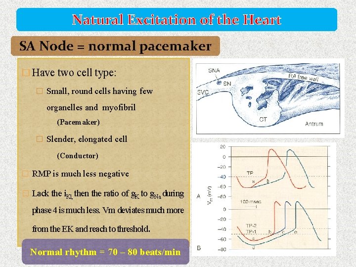 Natural Excitation of the Heart SA Node = normal pacemaker � Have two cell