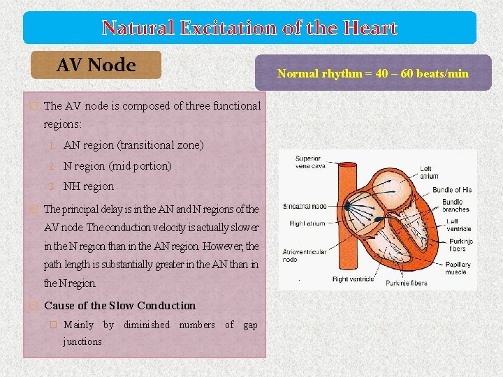 Natural Excitation of the Heart AV Node � The AV node is composed of