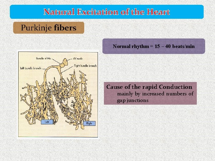 Natural Excitation of the Heart Purkinje fibers Normal rhythm = 15 – 40 beats/min