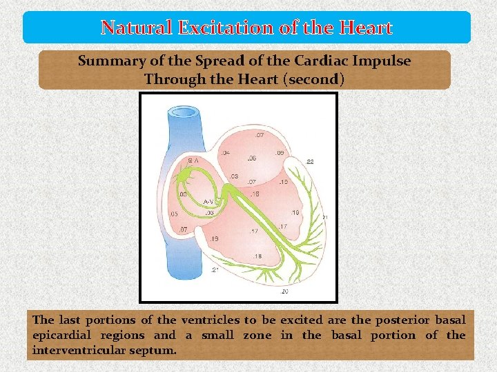 Natural Excitation of the Heart Summary of the Spread of the Cardiac Impulse Through
