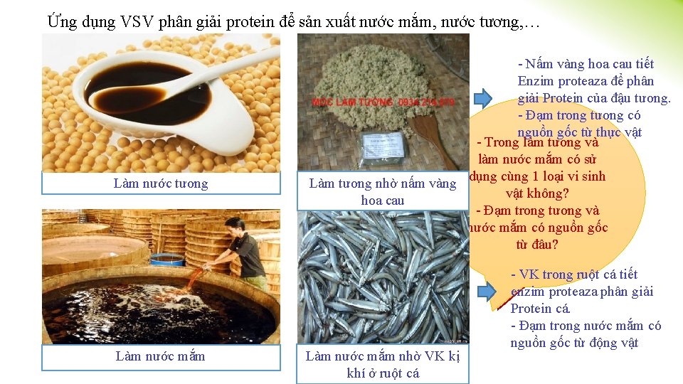 Ứng dụng VSV phân giải protein để sản xuất nước mắm, nước tương, …