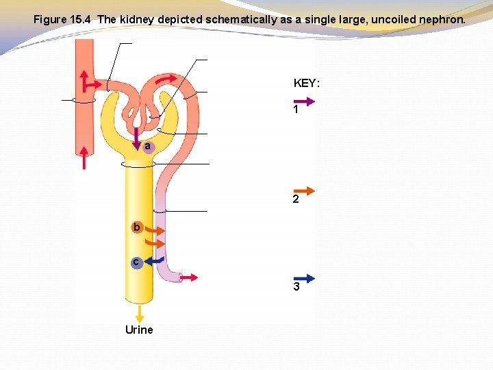 Figure 15. 4 The kidney depicted schematically as a single large, uncoiled nephron. KEY: