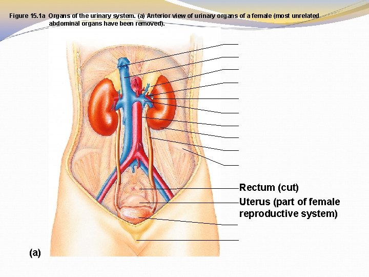 Figure 15. 1 a Organs of the urinary system. (a) Anterior view of urinary