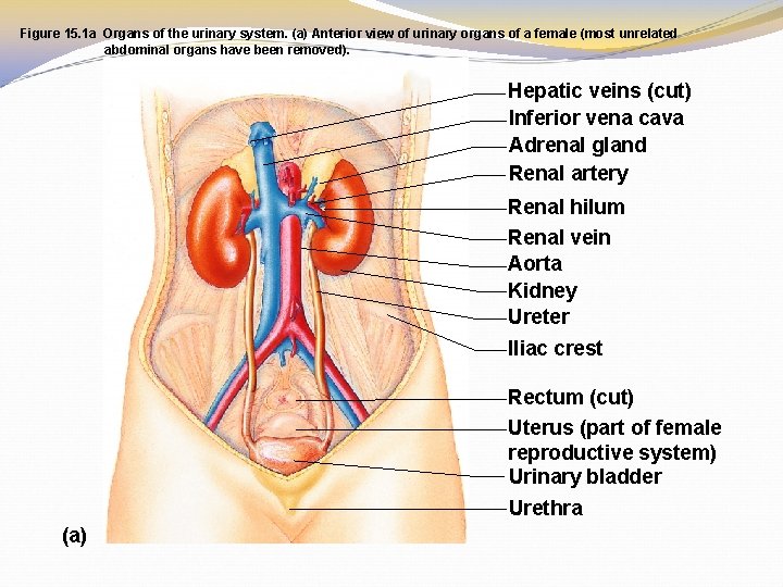 Figure 15. 1 a Organs of the urinary system. (a) Anterior view of urinary