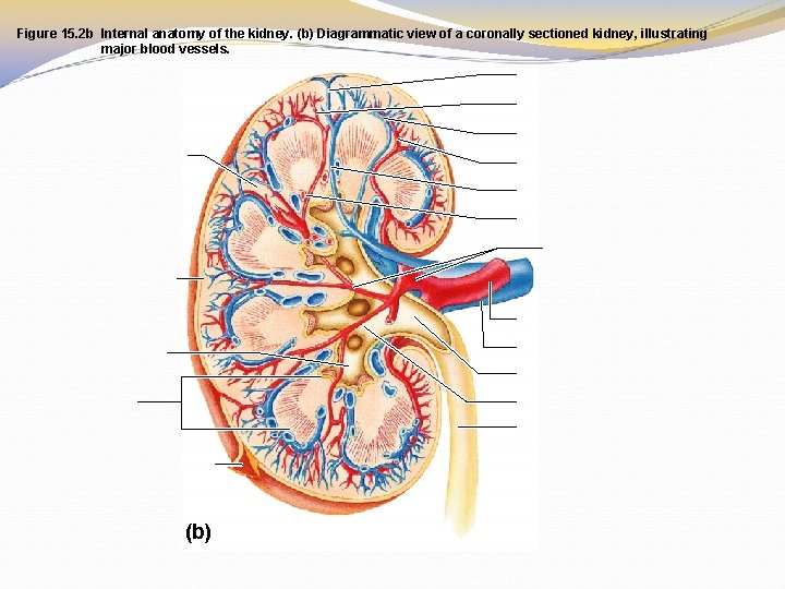 Figure 15. 2 b Internal anatomy of the kidney. (b) Diagrammatic view of a