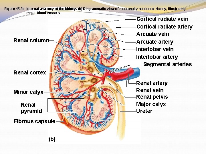Figure 15. 2 b Internal anatomy of the kidney. (b) Diagrammatic view of a