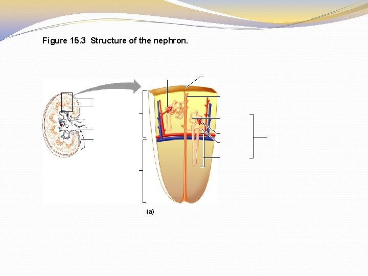 Figure 15. 3 Structure of the nephron. (a) 