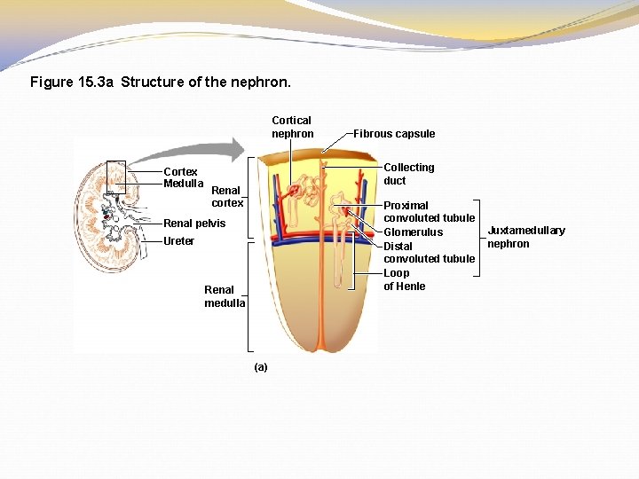 Figure 15. 3 a Structure of the nephron. Cortical nephron Cortex Medulla Fibrous capsule