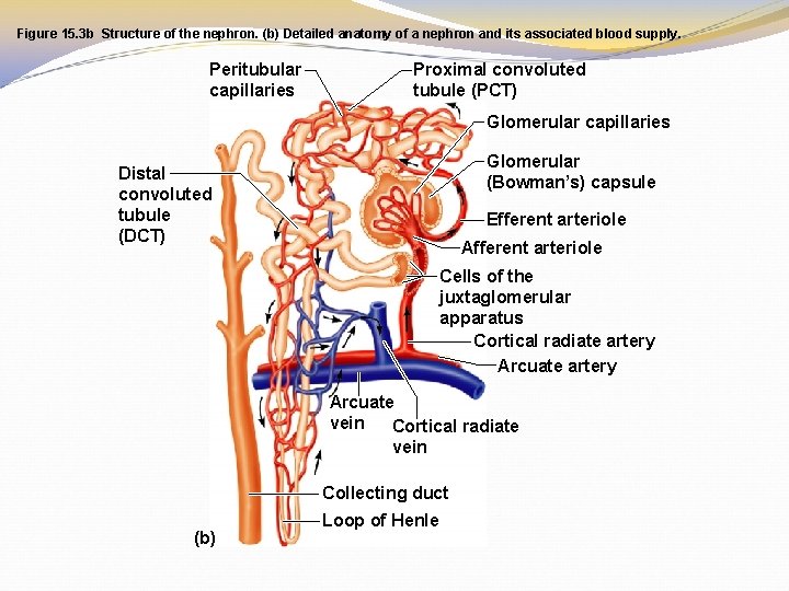 Figure 15. 3 b Structure of the nephron. (b) Detailed anatomy of a nephron