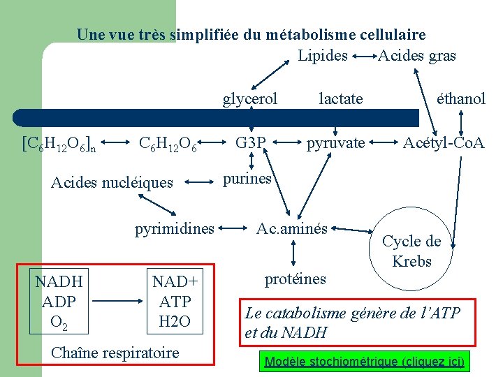 Une vue très simplifiée du métabolisme cellulaire Lipides Acides gras glycerol [C 6 H