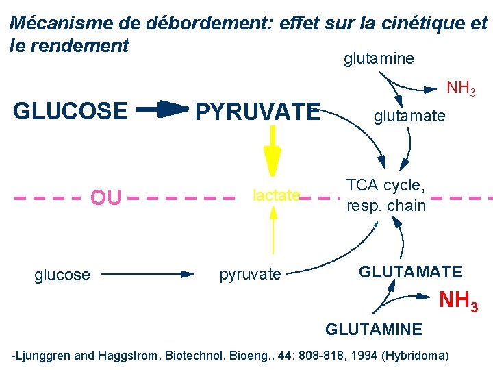 Mécanisme de débordement: effet sur la cinétique et le rendement glutamine GLUCOSE OU glucose