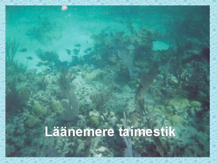 Läänemere taimestik 