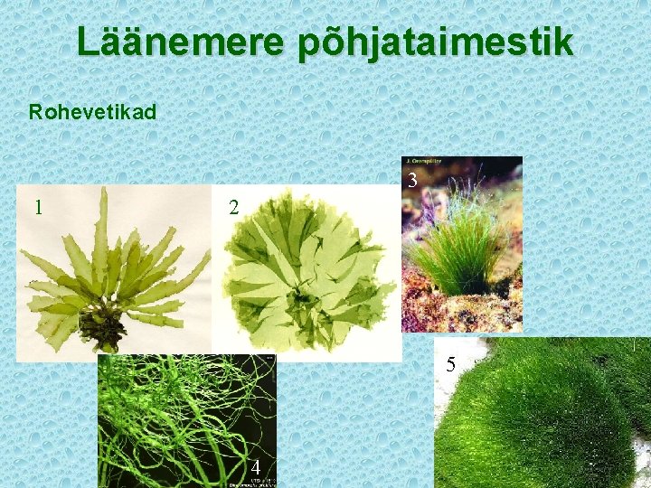 Läänemere põhjataimestik Rohevetikad 3 1 2 5 4 