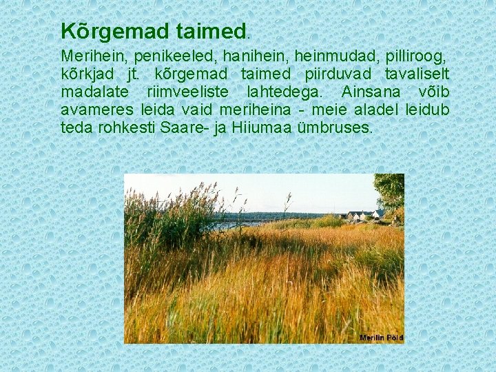 Kõrgemad taimed. Merihein, penikeeled, hanihein, heinmudad, pilliroog, kõrkjad jt. kõrgemad taimed piirduvad tavaliselt madalate