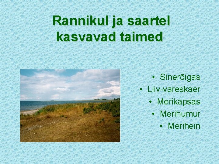 Rannikul ja saartel kasvavad taimed • Sinerõigas • Liiv-vareskaer • Merikapsas • Merihumur •