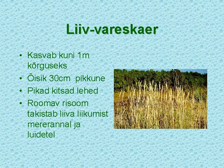 Liiv-vareskaer • Kasvab kuni 1 m kõrguseks • Õisik 30 cm pikkune • Pikad
