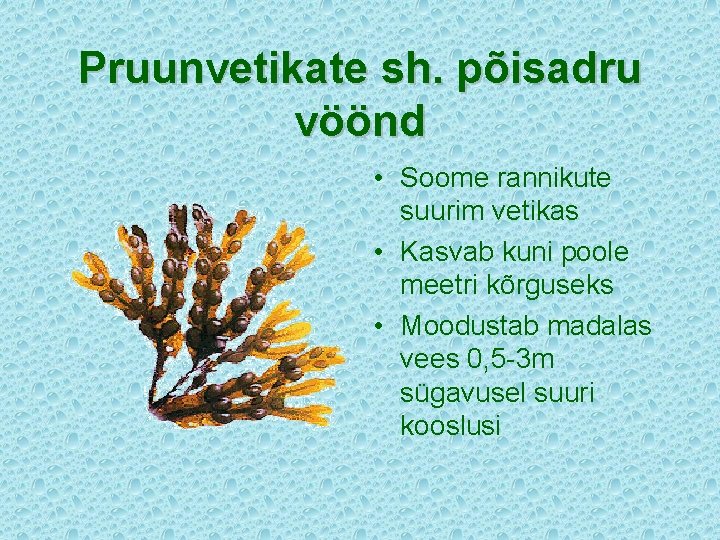 Pruunvetikate sh. põisadru vöönd • Soome rannikute suurim vetikas • Kasvab kuni poole meetri