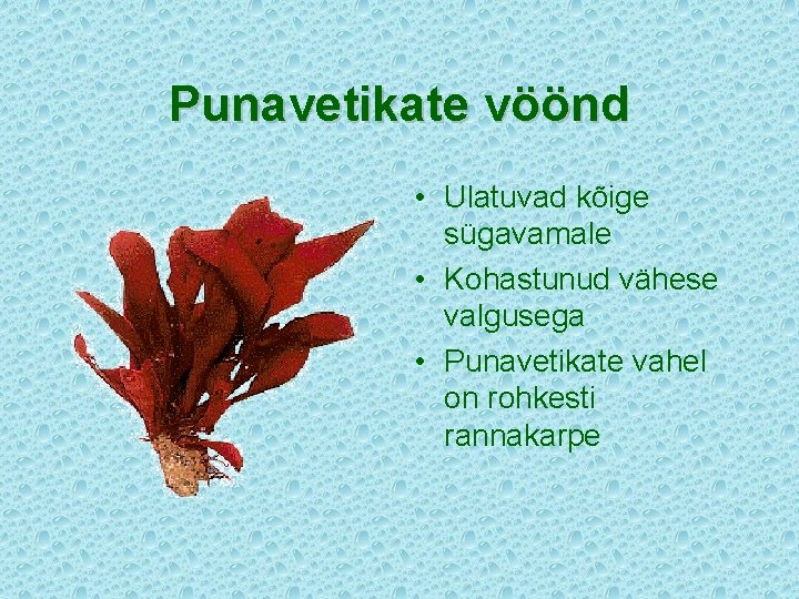 Punavetikate vöönd • Ulatuvad kõige sügavamale • Kohastunud vähese valgusega • Punavetikate vahel on