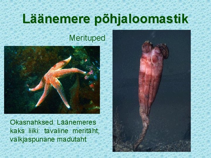 Läänemere põhjaloomastik Merituped Okasnahksed. Läänemeres kaks liiki: tavaline meritäht, valkjaspunane madutaht 