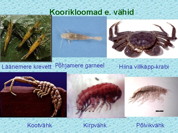 Koorikloomad e. vähid Läänemere krevett Põhjamere garneel Kootvähk Kirpvähk Hiina villkäpp-krabi Põlvikvähk 
