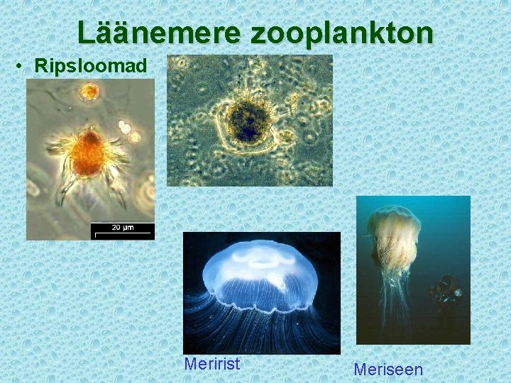 Läänemere zooplankton • Ripsloomad Meririst Meriseen 