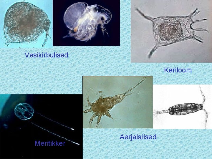 Vesikirbulised Keriloom Meritikker Aerjalalised 