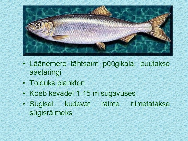  • Läänemere tähtsaim püügikala, püütakse aastaringi • Toiduks plankton • Koeb kevadel 1