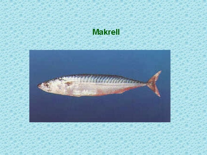 Makrell 