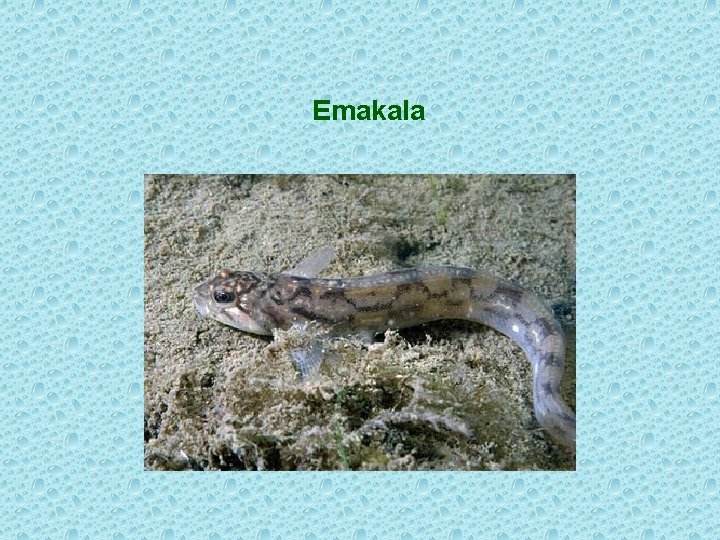 Emakala 