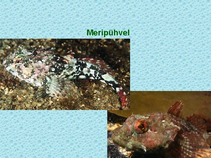 Meripühvel 