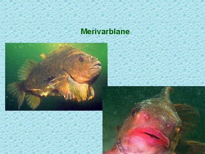 Merivarblane 