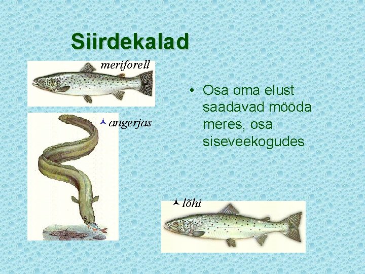 Siirdekalad meriforell ©angerjas • Osa oma elust saadavad mööda meres, osa siseveekogudes ©lõhi 
