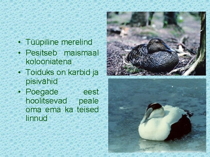  • Tüüpiline merelind • Pesitseb maismaal kolooniatena • Toiduks on karbid ja pisivähid