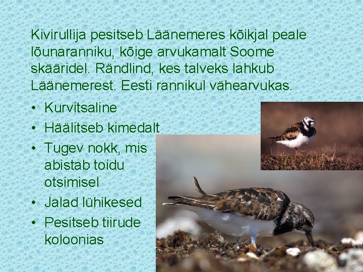 Kivirullija pesitseb Läänemeres kõikjal peale lõunaranniku, kõige arvukamalt Soome skääridel. Rändlind, kes talveks lahkub
