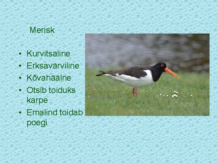 Merisk • • Kurvitsaline Erksavärviline Kõvahäälne Otsib toiduks karpe • Emalind toidab poegi 