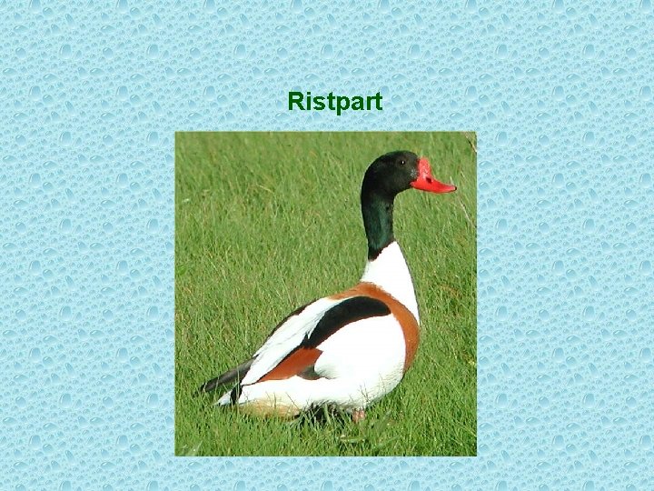 Ristpart 