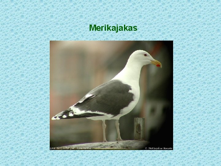 Merikajakas 