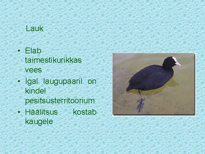 Lauk • Elab taimestikurikkas vees • Igal laugupaaril on kindel pesitsusterritoorium • Häälitsus kostab