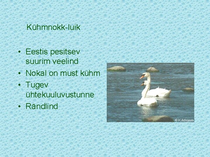 Kühmnokk-luik • Eestis pesitsev suurim veelind • Nokal on must kühm • Tugev ühtekuuluvustunne