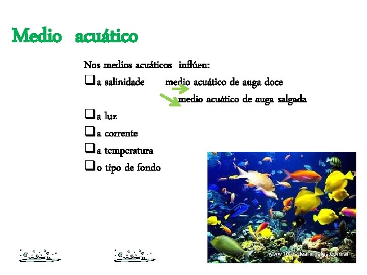 Medio acuático Nos medios acuáticos inflúen: qa salinidade medio acuático de auga doce medio