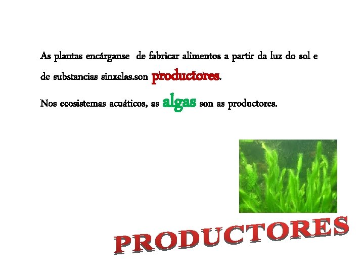 As plantas encárganse de fabricar alimentos a partir da luz do sol e de