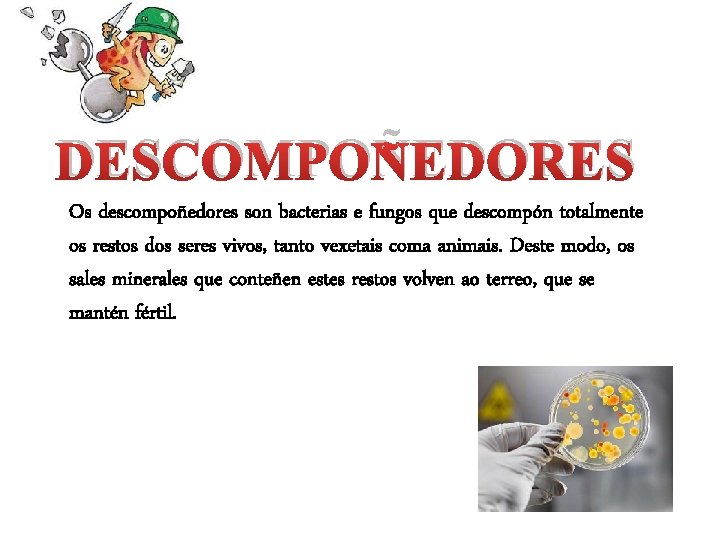 DESCOMPOÑEDORES Os descompoñedores son bacterias e fungos que descompón totalmente os restos dos seres