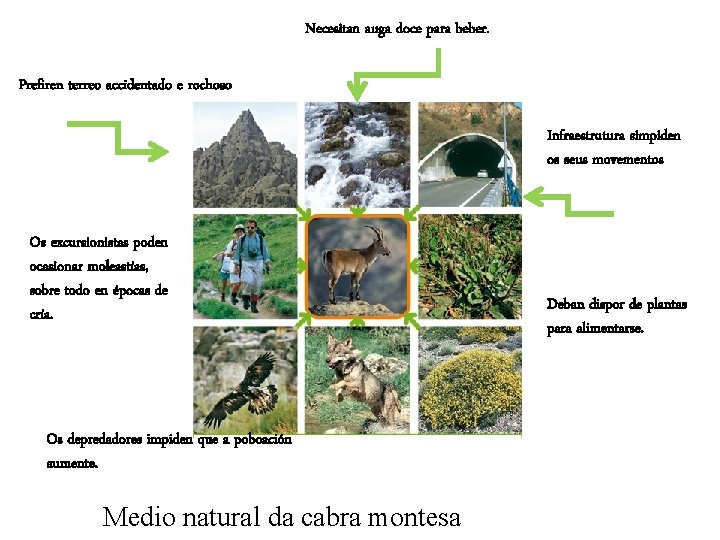 Necesitan auga doce para beber. Prefiren terreo accidentado e rochoso Infraestrutura simpiden os seus