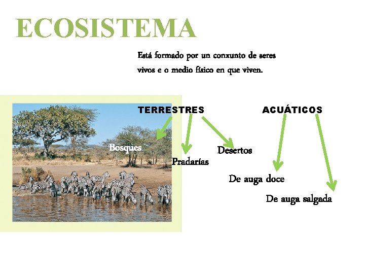 ECOSISTEMA Está formado por un conxunto de seres vivos e o medio físico en